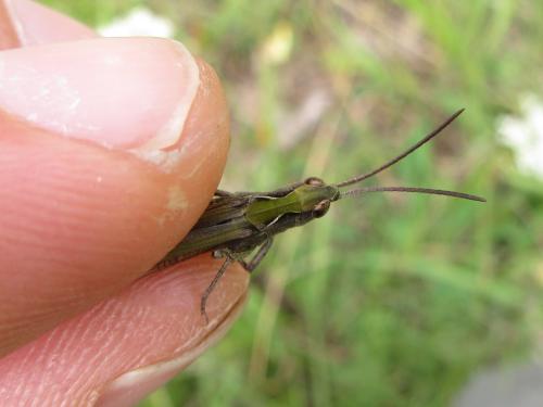 Chorthippus sp.